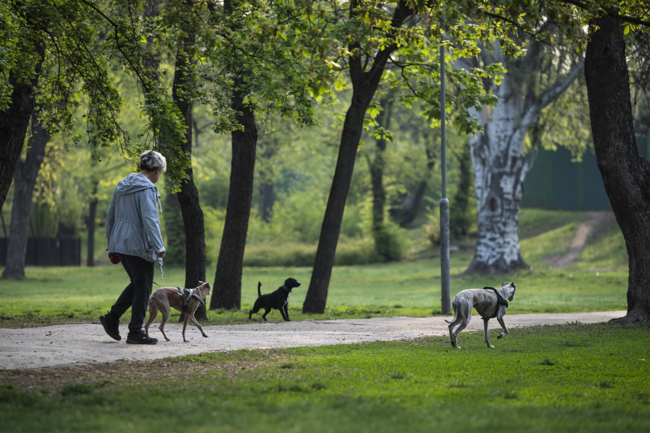 Kutyáját sétáltatja egy gazda a Városligetben 2019. április 10-én. A Kutyás élménypark tavalyi átadásával több mint 5 ezer négyzetméterrel nőtt a park zöld területe és bővült a kutyázási lehetőségek sora, a városligeti kutyázás szabályai azonban nem változtak, a park teljes területe továbbra is szabadon használható, az elkerített területek kivételével.
MTI/Mónus Márton