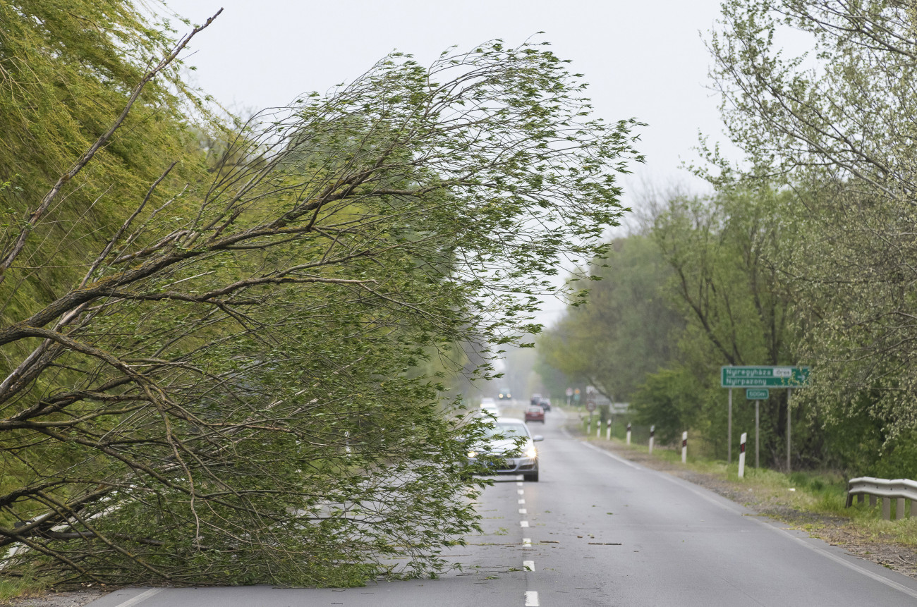 Nyírpazony, 2020. április 25.
A viharos szélben kidőlt fa akadályozza a forgalmat a 4-es számú főúton, Nyírpazony és Nyírtura között 2020. április 25-én.
MTI/Balázs Attila