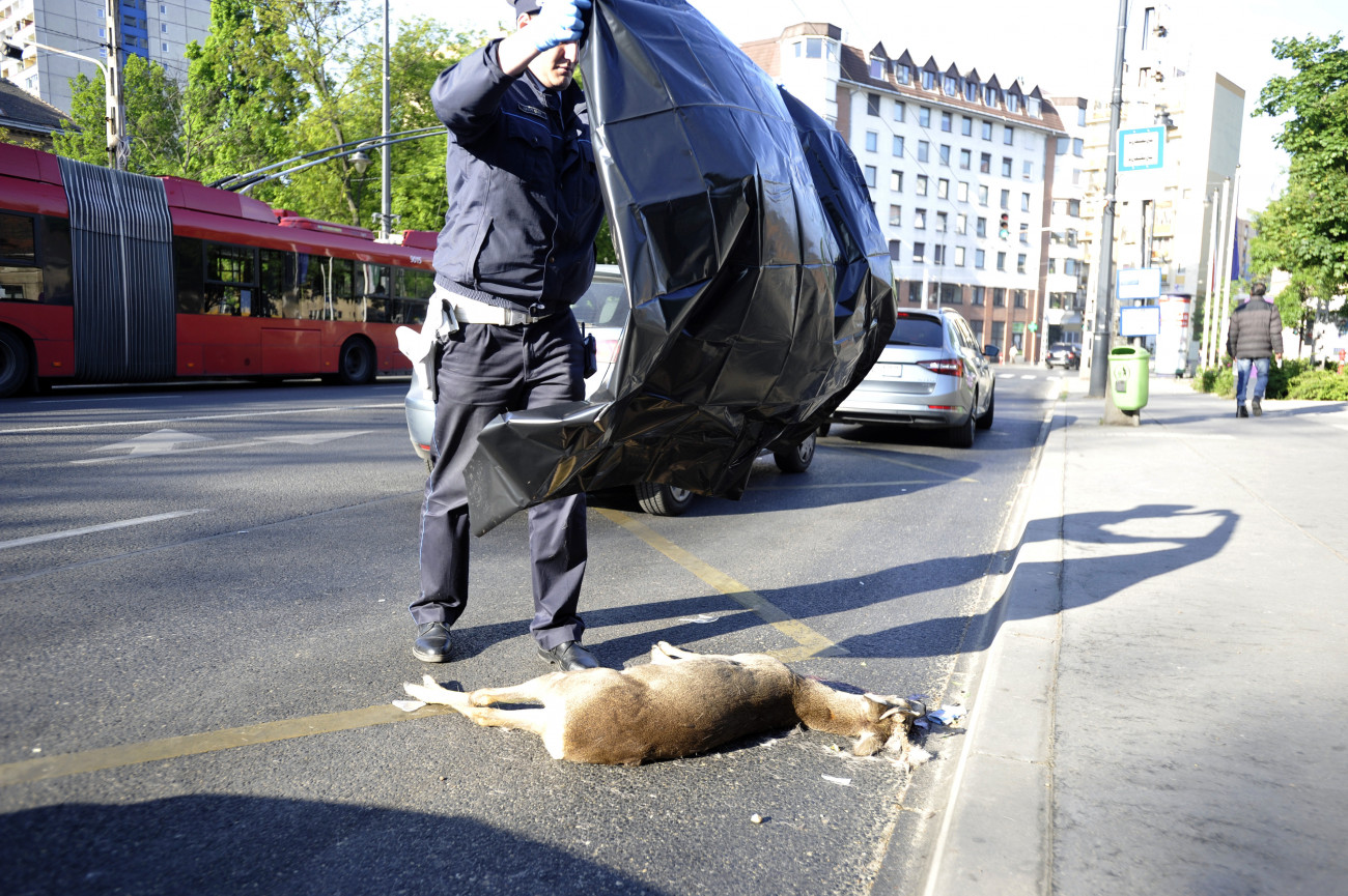 Budapest, 2020. április 27.
Elgázolt őzbakot takar le fóliával egy rendőr a VIII. kerületi Kálvária térnél 2020. április 27-én. Az őz kevéssel 6 óra után ugrott egy autó elé.
MTI/Mihádák Zoltán