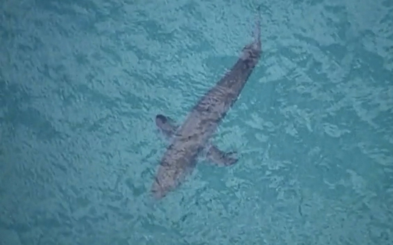 A légifelvételen egy cápa úszik a Sydneytől 800 kilométerre északra található Kingscliff település partjainál 2020. június 7-én, ahol egy háromméteres cápa szörfözés közben megtámadott egy 60 éves férfit. A férfi elsősegélyben részesült, de életét megmenteni már nem tudták.
MTI/AP/Australian Broadcasting Corporation