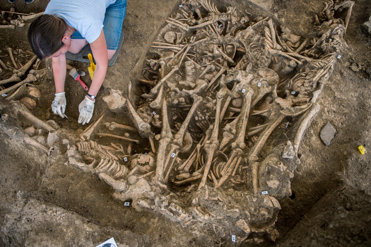 Mohács, 2020. augusztus 18.
A pécsi Janus Pannonius Múzeum régésze dolgozik a Mohácsi Nemzeti Emlékhely III. számú tömegsírjának feltárásán Sátorhely közelében 2020. augusztus 18-án. A már korábban megtalált, összesen öt tömegsír feltárását 1960-ban, illetve 1976-ban már elvégezték. A csontokat akkor konzerválták és visszatemették, hogy majd egy későbbi, újabb feltárással részletes vizsgálatot végeznek rajtuk. Most a harmadik számú tömegsír újbóli feltárása és további tudományos vizsgálata kezdődött meg antropológusok és régészek közreműködésével.
MTI/Sóki Tamás