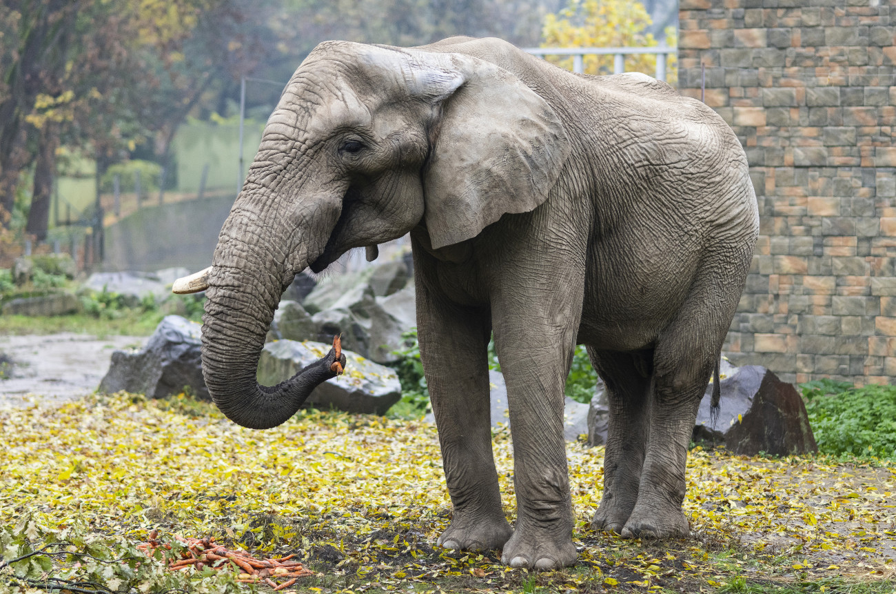 Nyíregyháza, 2020. október 25.
Jack, Európa legnagyobb afrikai elefántbikája (Loxodonta africana) a három napos szokatási idő után sárgarépát eszik a kifutóban a Nyíregyházi Állatparkban 2020. október 25-én. Jack az Európai Fajmegőrzési Program keretében kétéves távollét után érkezett újra Nyíregyházára a bázeli állatketből.
MTI/Balázs Attila