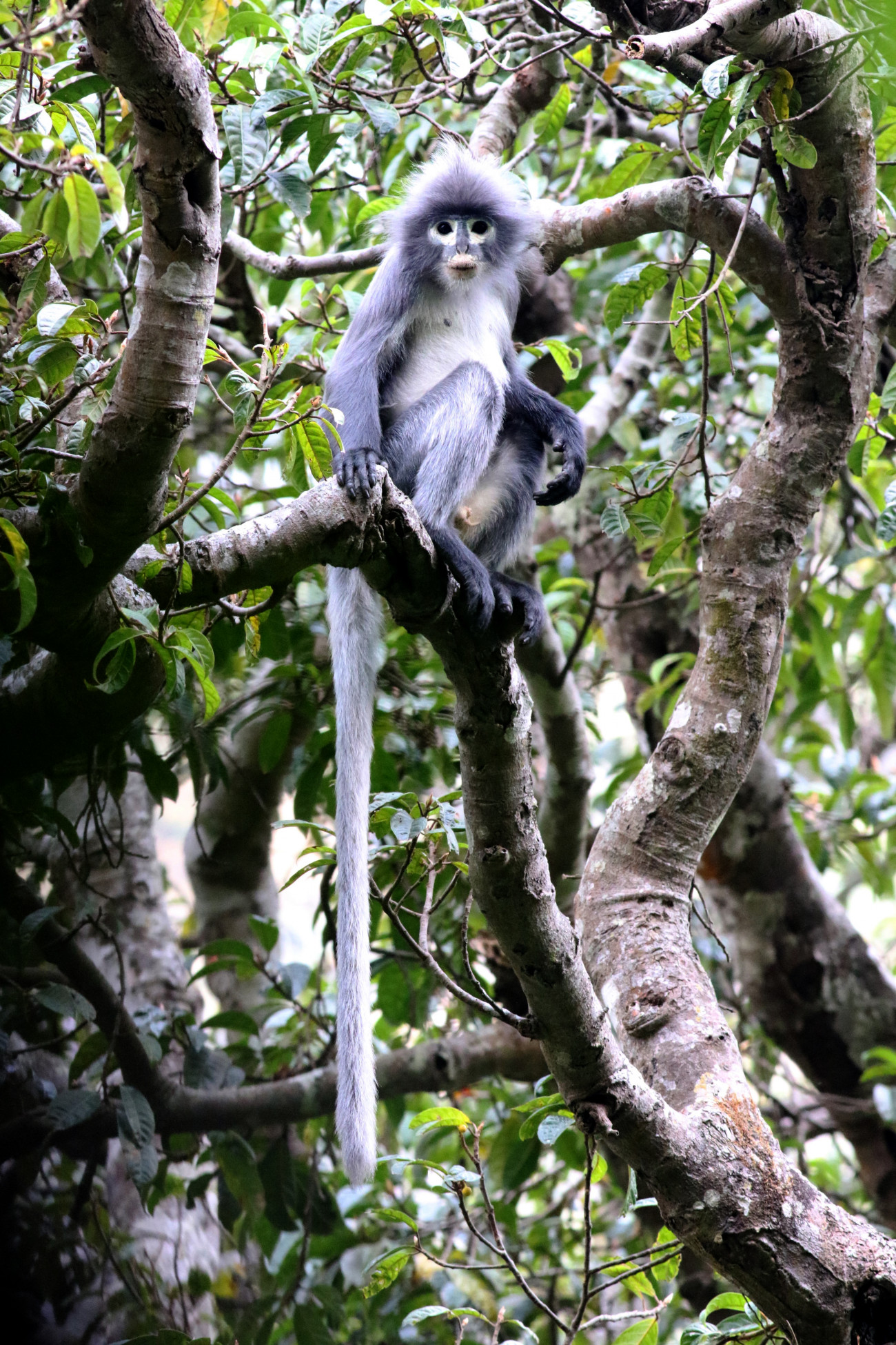 Egy popa lingur, a kritikusan veszélyeztetett új majomfaj egyik képviselője
