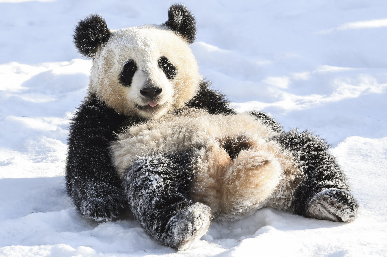 Berlin, 2021. február 12.
Meng Hsziang, a Berlini Állatkert egyik pandaikre játszik a hóban 2021. február 12-én. A Németországban Pit és Paule néven is ismert első panda ikerpár 2019. augusztus 31-én jött a világra, anyjuk a Kínától 15 évre kölcsönkapott Meng Meng.
MTI/AP/DPA/Kira Hofmann