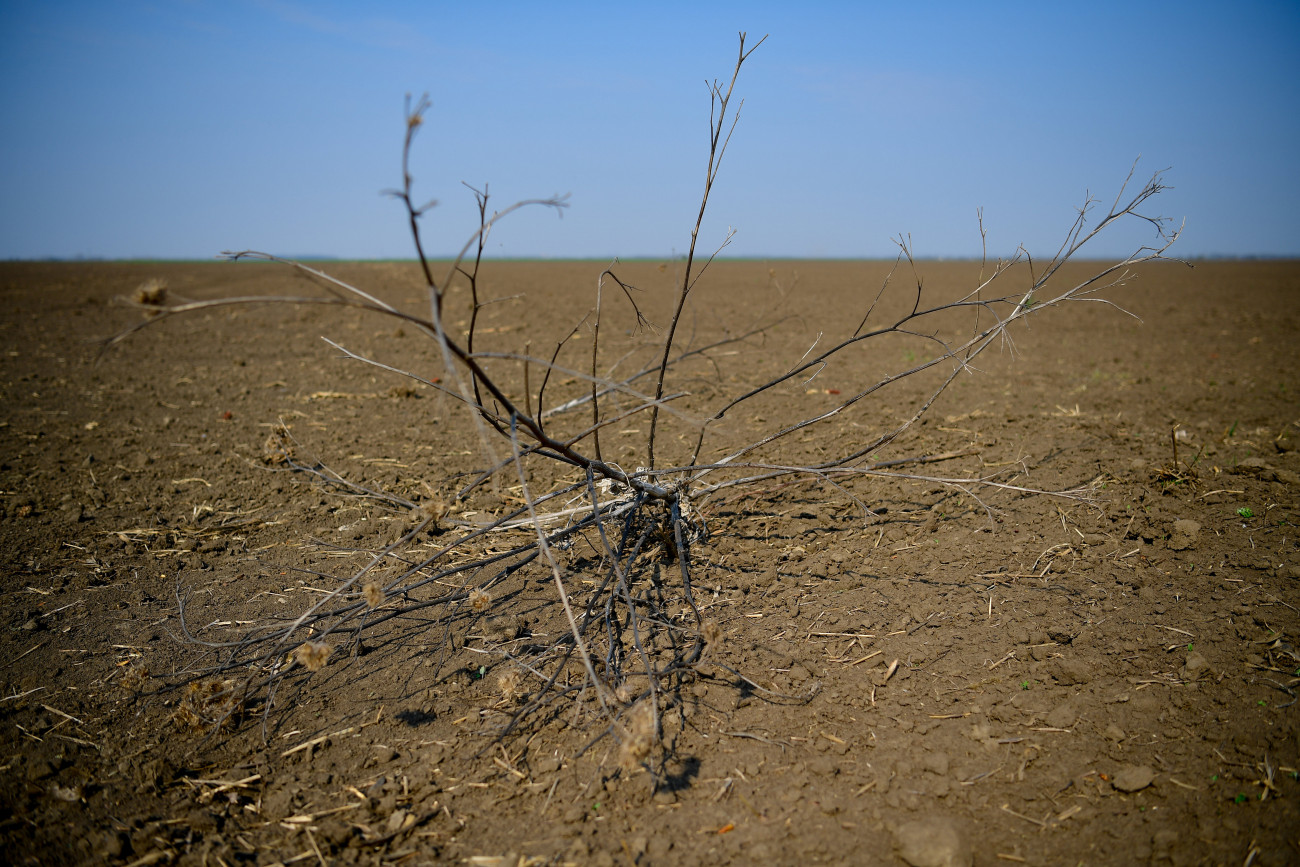 Hajdúszovát, 2019. április 4.
Kóró a száraz, poros szántóföldön Hajdúszovát közelében 2019. április 4-én. A Nemzeti Agrárgazdasági Kamara korábbi közlése szerint akár százmilliárdos nagyságrendű bevételkiesést is okozhat az aszály a magyar gazdáknak. Az országos aszályhelyzet miatt a kormányzat az idei évtől meghosszabbítja a mezőgazdasági vízhasznosítási idényt, amelyben a gazdák kedvezményesen juthatnak öntözővízhez.
MTI/Czeglédi Zsolt