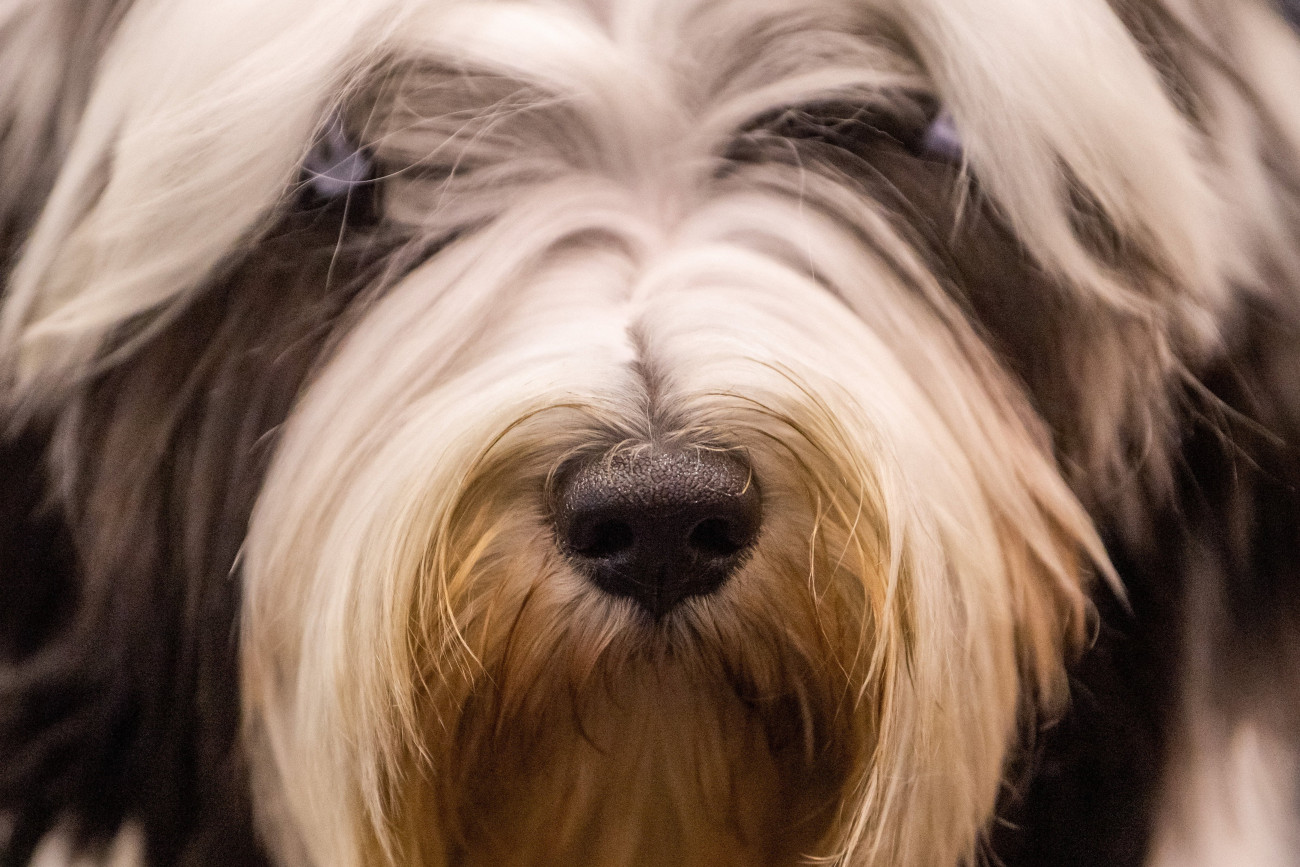 Budapest, 2021. december 29.
Tibet terrier az FCI Európa Kutyakiállításon (European Dog Show) a budapesti Hungexpo G pavilonjában 2021. december 29-én. A kutyakiállítást és kísérő rendezvényeit a Magyar Ebtenyésztők Országos Egyesületeinek Szövetsége a Hungexpón rendezi meg. A négynapos rendezvénysorozaton 57 országból mintegy 16 ezer kutya vesz részt. Az eredetileg májusra tervezett eseményt pandémiás és szervezési okokból kellett áttenni december végére, így a kutyakiállítás lesz az 
