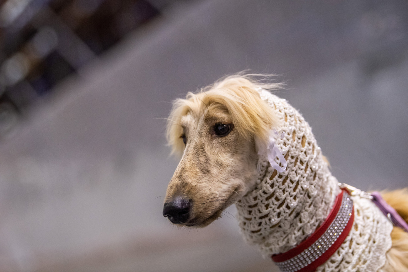 Budapest, 2021. december 29.
Afgán agár az FCI Európa Kutyakiállításon (European Dog Show) a budapesti Hungexpo G pavilonjában 2021. december 29-én. A kutyakiállítást és kísérő rendezvényeit a Magyar Ebtenyésztők Országos Egyesületeinek Szövetsége a Hungexpón rendezi meg. A négynapos rendezvénysorozaton 57 országból mintegy 16 ezer kutya vesz részt. Az eredetileg májusra tervezett eseményt pandémiás és szervezési okokból kellett áttenni december végére, így a kutyakiállítás lesz az 