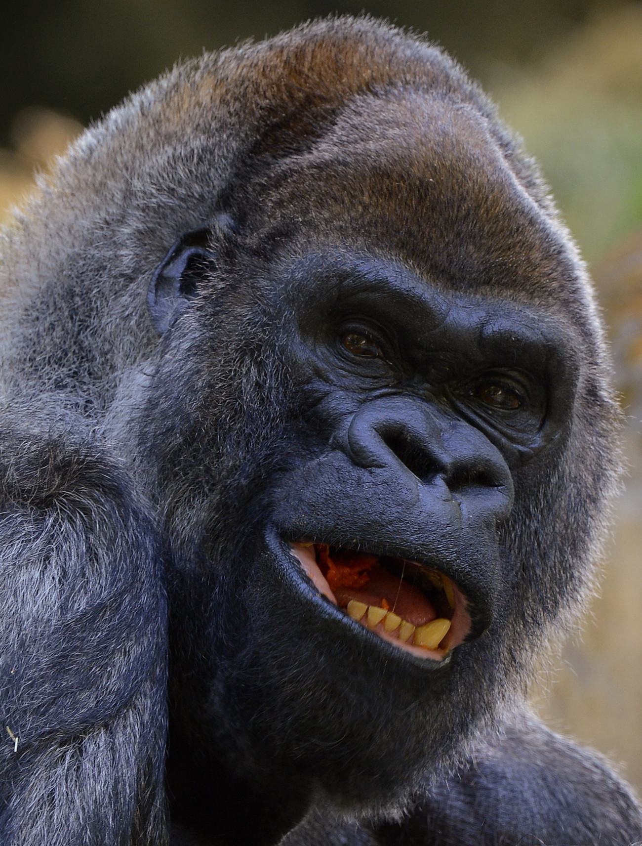Atlanta, 2022. január 26.
Az Ozzie nevű nyugati síkvidéki gorilla 52. születésnapján az atlantai állatkertben 2013. április 26-án. A világ legidősebb hím gorillája, Ozzie 2022. január 25-én hatvanegy éves korában elpusztult. Ozzie egyben a világ harmadik legidősebb fogságban tartott gorillája volt.
MTI/EPA/Erik S. Lesser