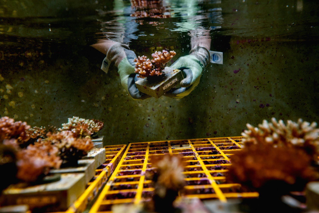 Queensland , Ausztrália, 2019. október 17. Az Ausztrál Tengertudományi Intézet tudósai olyan korallokat próbálnak tenyészteni, amik ellenállnak a magasabb vízhőmérsékletnek.
 (Photo by Jonas Gratzer/LightRocket via Getty Images)