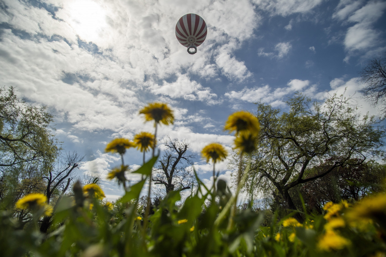 Budapest, 2022. április 26.
A városligeti Ballon kilátó bemutatója napján, 2022. április 26-án. Május 1-jétől várja a közönséget a városligeti Mimóza-dombon, az egykori sörsátor helyén létrejött Ballon kilátó. Szélcsendes időben 150 méter magasságba repül fel a rögzített, héliummal töltött hőlégballon akár 30 főnyi, 6 évesnél idősebb utassal. A ballon mintegy 5 perc alatt éri el a 150 méteres maximális magasságát, ugyanennyi időt tölt el a levegőben, és szintén 5 percnyi idő alatt tér vissza a felszínre.
MTI/Balogh Zoltán