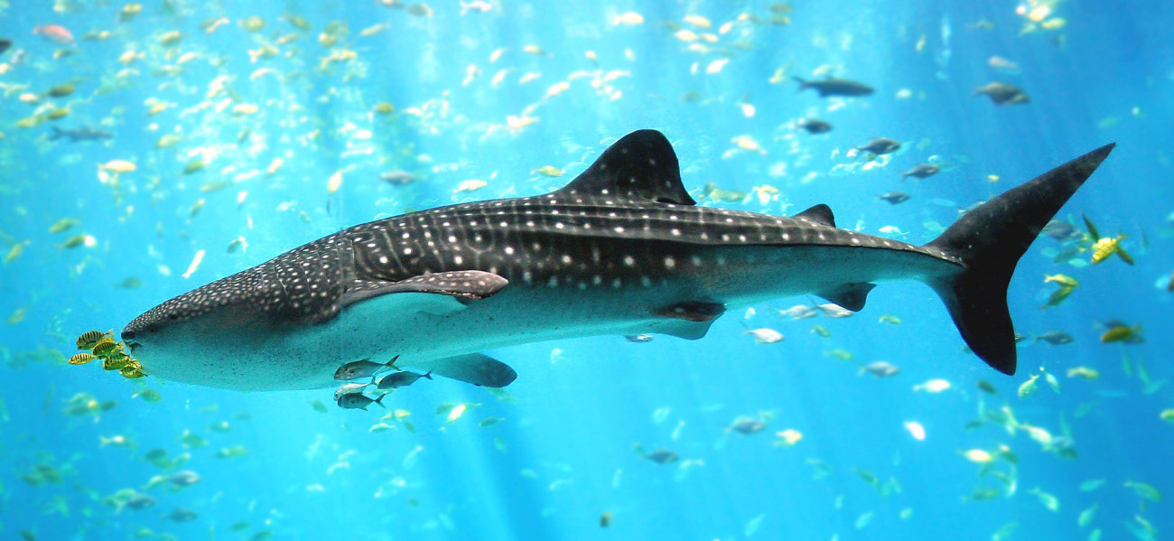 Egy példány a georgiai tengeri akváriumban, Atlantában (Wikipédia)