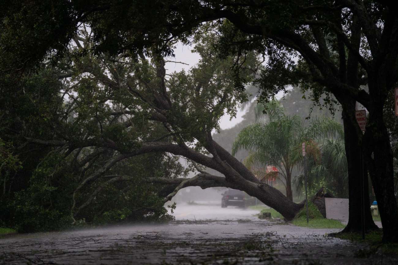 SARASOTA, FL - SEPTEMBER 28: A tree is uprooted by strong winds as Hurricane Ian churns to the south on September 28, 2022 in Sarasota, Florida. The storm made a U.S. landfall at Cayo Costa, Florida this afternoon as a Category 4 hurricane with wind speeds over 140 miles per hour in some areas. (Photo by Sean Rayford/Getty Images)