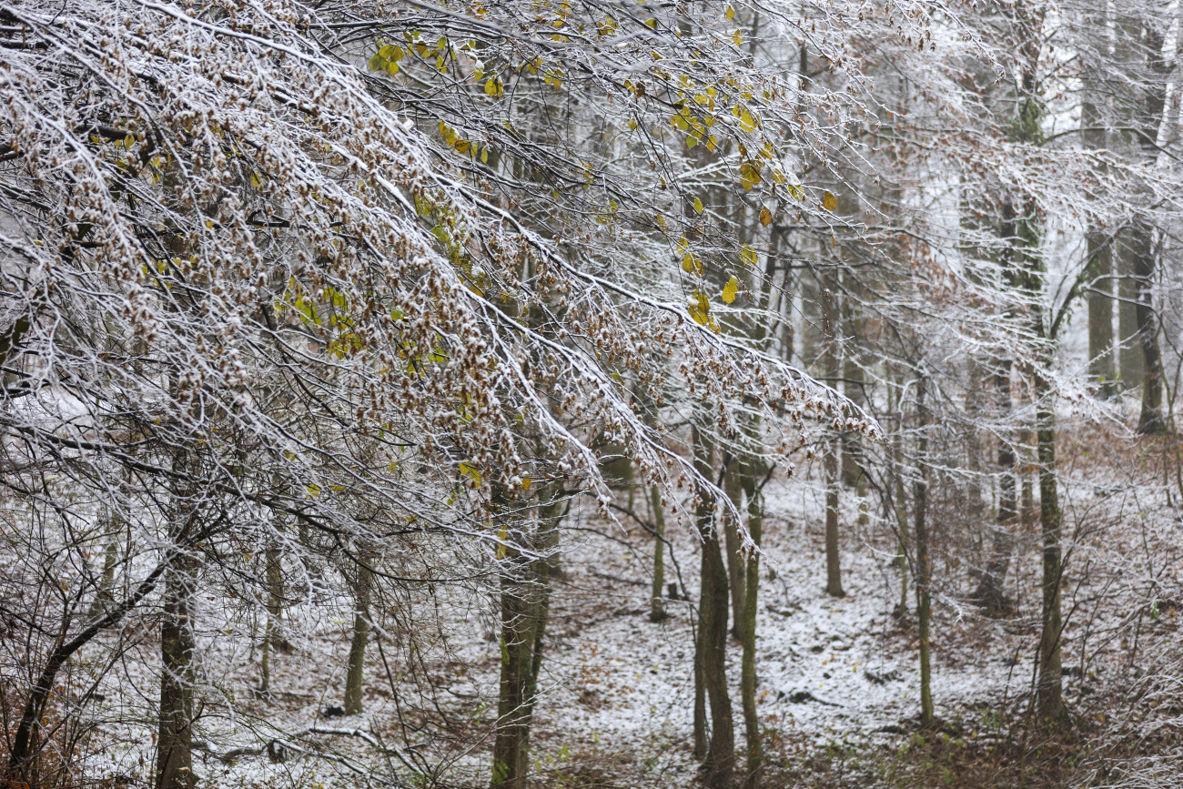 Újudvar, 2022. december 2.
Behavazott erdő a Zala megyei Újudvar közelében 2022. december 2-án.
MTI/Varga György