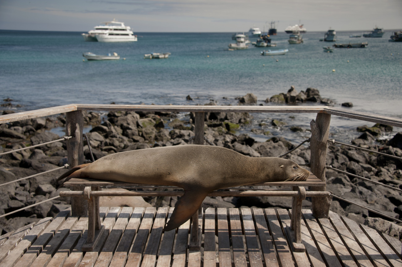 Sea Lion takes a nap on a public bench, Port Aroya, Galapagos Islands, Ecuador