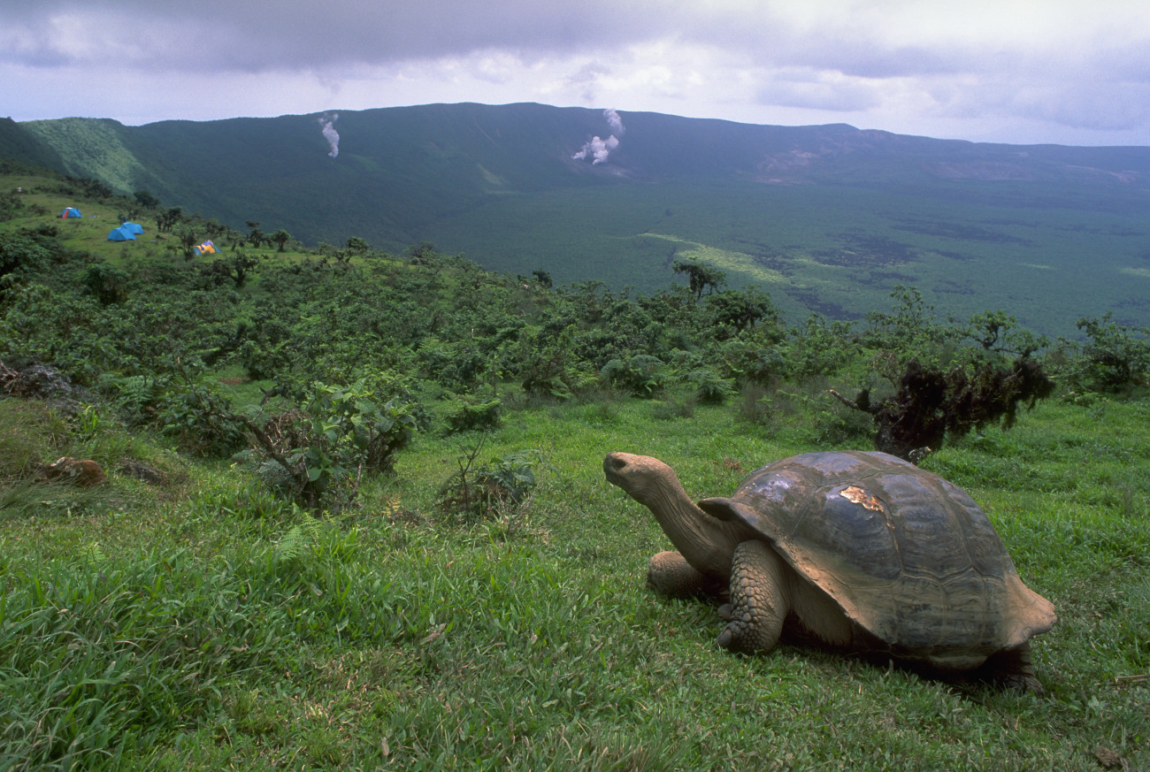 A giant Galapagos tortoise wanders close to a tourists' campsite on the rim of Alcedo Volcano on Isabela Island. The population of tortoises on Alcedo Volcano is the largest group in the archipegalo. These tortoises are now being hunted by Ecuadorian fishermen and their survival is being threatened.
