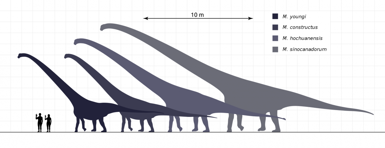 Mamenchisaurus sinocanadorum dinoszaurusz arányai a többi dínóhoz és az emberhez képest. Forrás: Wikipédia