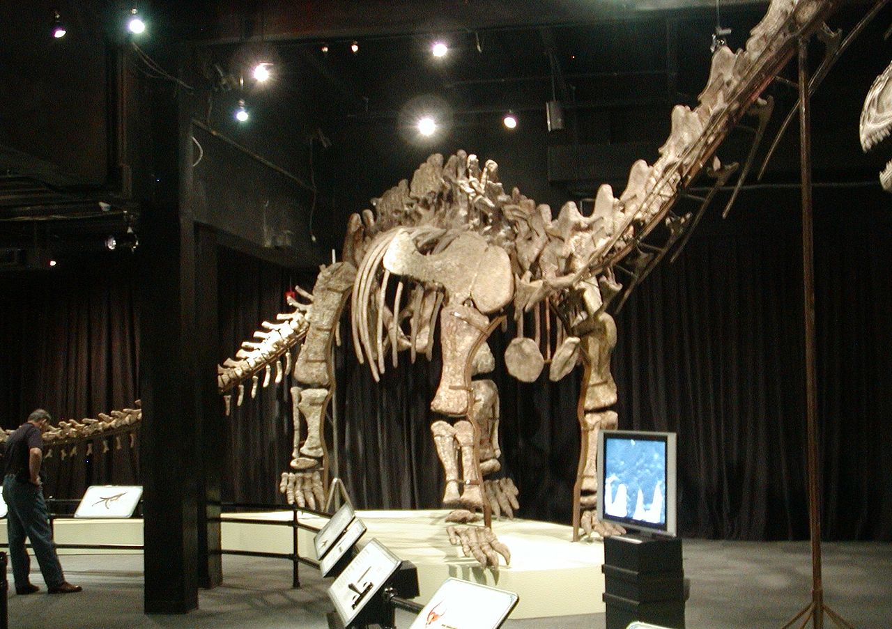 A Mamenchisaurus jingyanesi fosszíliája a Pekingi Természetrajzi Múzeumban. Forrás: Wikipédia
