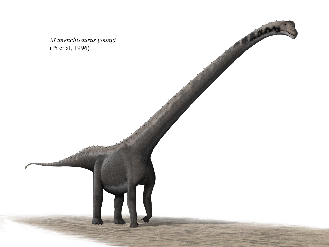 A Mamenchisaurus youngi rekonstrukciója. Forrás: Wikipédia