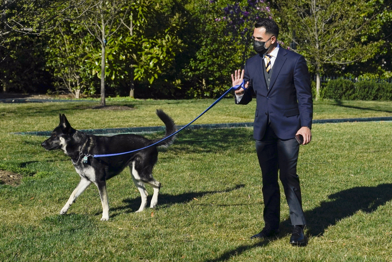 Washington, 2021. március 30.
Joe Biden amerikai elnök Major nevű, örökbe fogadott német juhász kutyáját sétáltatja egy alkalmazott a washingtoni Fehér Ház déli szárnyánál 2021. március 29-én.
MTI/EPA/Pool/Stefani Reynolds