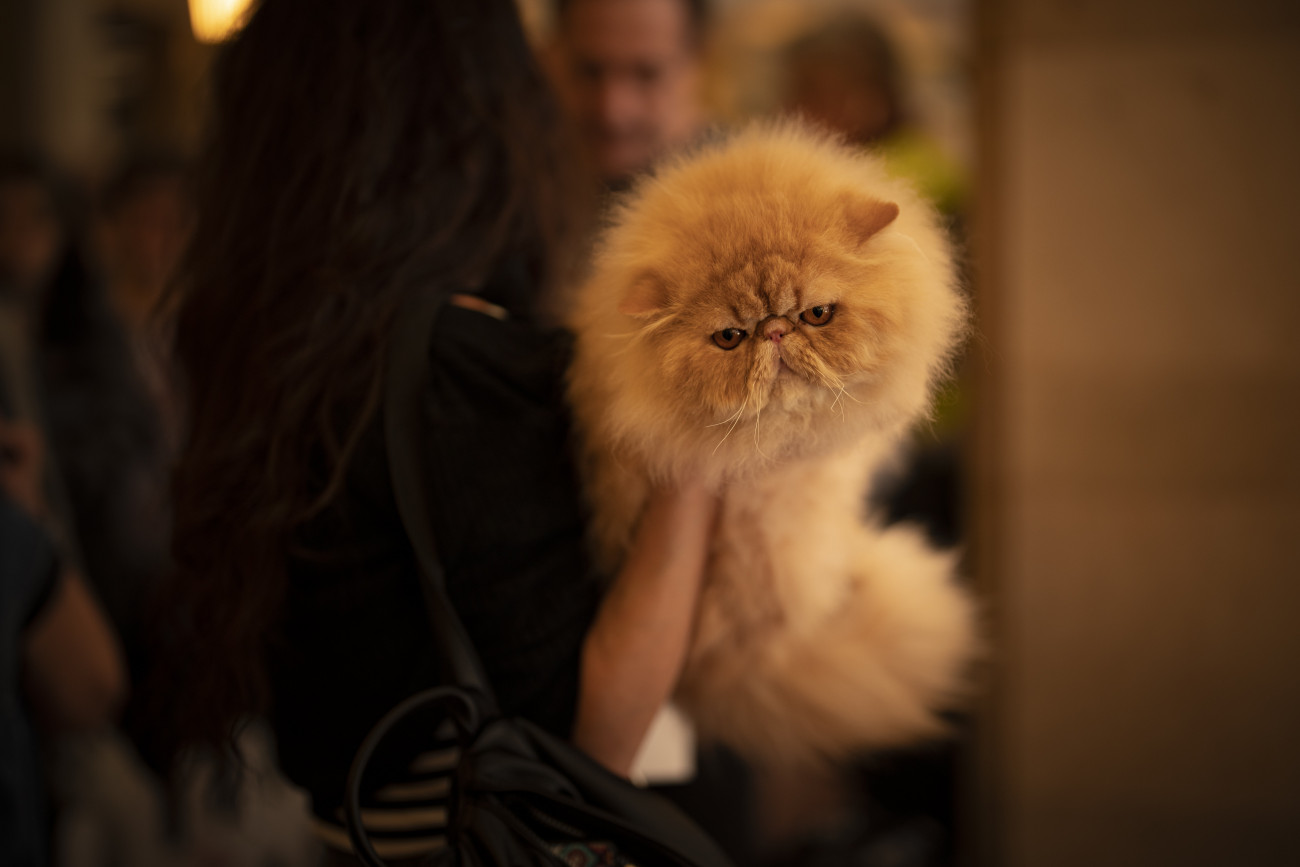 Bukarest, 2023. március 26.
Az Orson Wells nevű perzsa macska és gazdája a bukaresti nemzetközi macskakiállításon rendezett macska szépségversenyen 2023. március 25-én.
MTI/AP/Vadim Ghirda