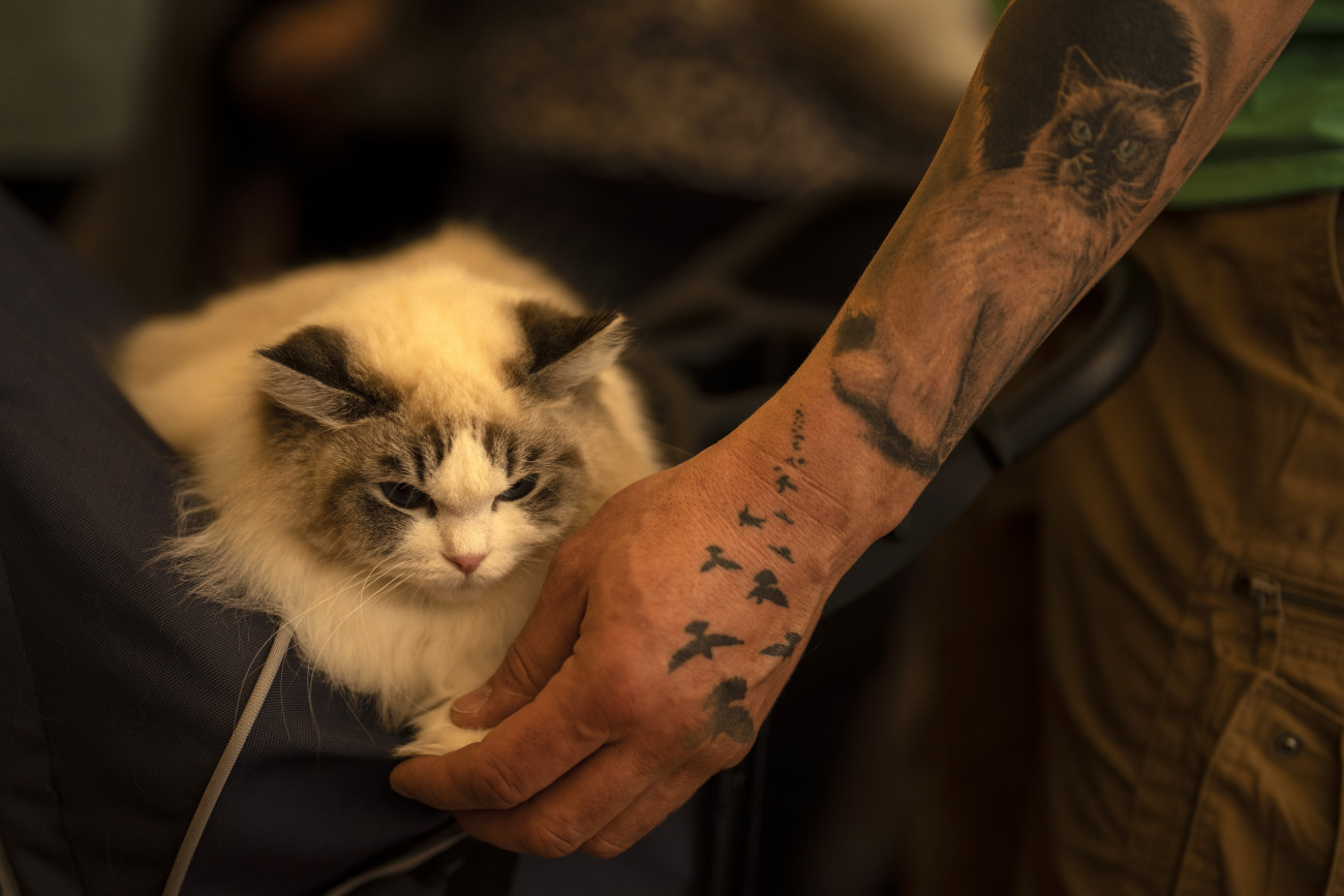 Bukarest, 2023. március 26.
Macska és gazdája a bukaresti nemzetközi macskakiállításon rendezett macska szépségverseny előtt 2023. március 25-én.
MTI/AP/Vadim Ghirda