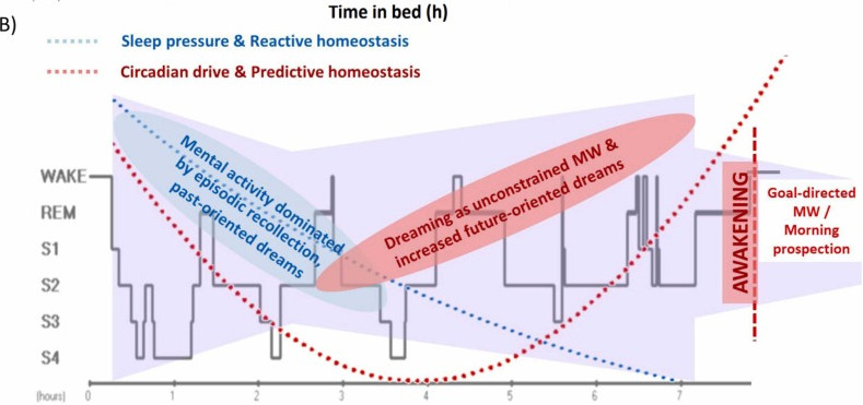 Reaktív és prediktív homeosztázis alvásban II. B) Az álmok fenomenológiai vonatkozásai és memóriaforrásai megfelelnek a reaktív és prediktív homeosztázis dinamikus összjátékának, és az álomfelidézést korlátozza az ébredés utáni célirányos reggeli agymunka. A háttérben az alvási szakaszok egymásutániságát és eloszlását tükröző hipnogram látható. (sciencedirect.com)