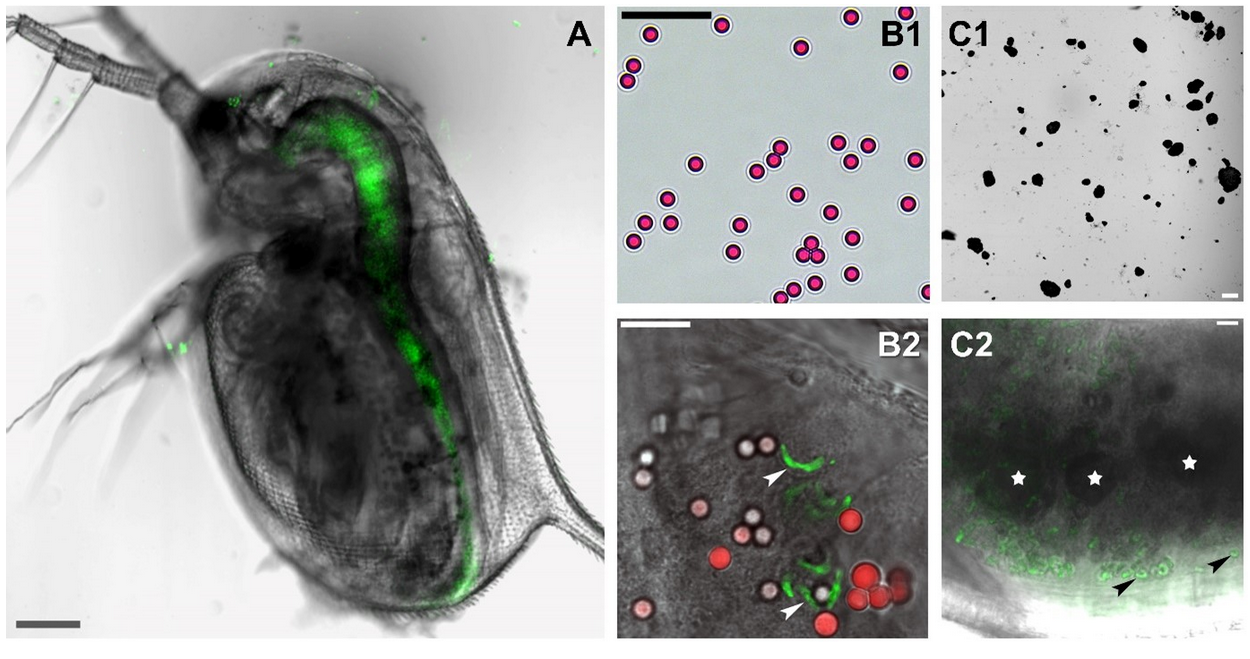 MP szemcsék a szűrő táplálkozást folytató D. magna tápcsatornájában. A – Lézer konfokális mikroszkóppal megjelenített alga sejtek (zöld szín) a D. magna tápcsatornájában. B1 – 3-5 µm átmérőjű mesterségesen megszínezett (piros) polietilén szemcsék natív mikroszkópos képe. B2 – A 3-5 µm átmérőjű, mesterségesen színezett (piros) polietilén szemcsék a D. magna tápcsatornájában a sarló alakú, zöld színű algasejtekkel (nyílhegy) együtt.  C1 – 100 µm-nél kisebb átmérőjű, különböző méretű polisztirén szemcsék natív mikroszkópos képe. C2 – 20-30 µm átmérőjű (csillagok) polisztirén szemcsék a D. magna tápcsatornájában a sarló alakú, zöld színű algasejtekkel (nyílhegy) együtt.  (forrás: BLKI)