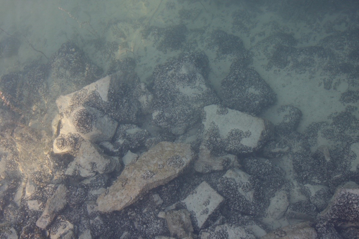 Dreissena kagylótelepek a Balaton köves parti zónájában (aránymérték: 10 cm). Forrás: ELKH