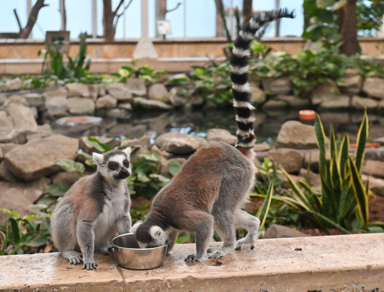 Budapest, 2023. augusztus 9.
Gyűrűsfarkú makik (Lemur catta) a fennállásának 157. évfordulóját ünneplő Fővárosi Állat- és Növénykertben 2023. augusztus 9-én.
MTI/Bruzák Noémi