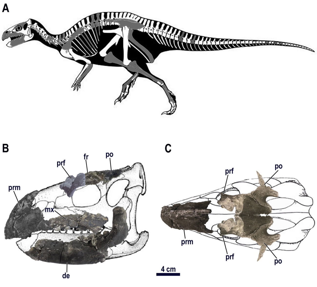 A megtalált részleges csontvázak egy Rhabdodontidae dinoszauruszhoz tartoznak. Fotó: ELTE TTK