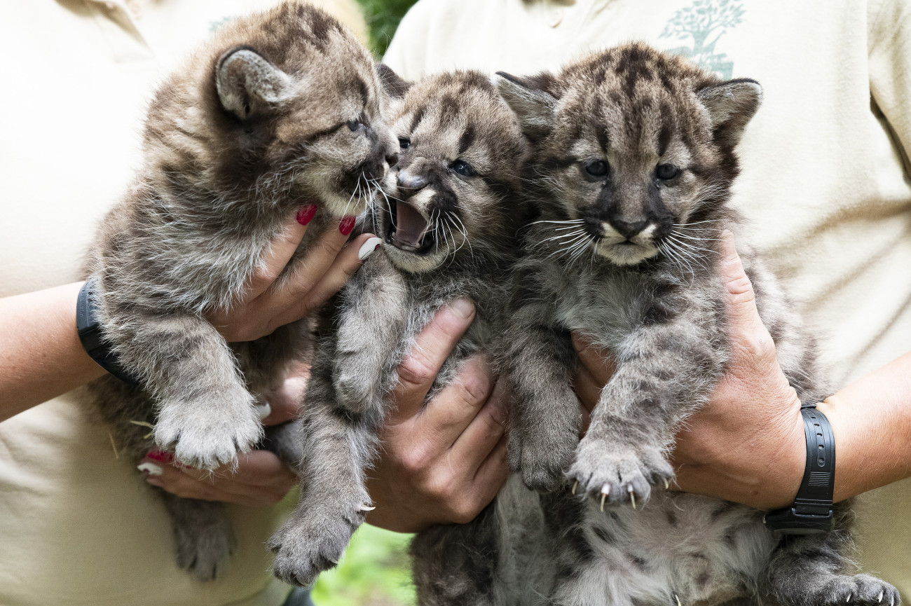 Nyíregyháza, 2024. május 30.
A Nyíregyházi Állatpark négyhetes puma (Puma concolor) hármas ikrei az állatparkban 2024. május 30-án.
MTI/Balázs Attila