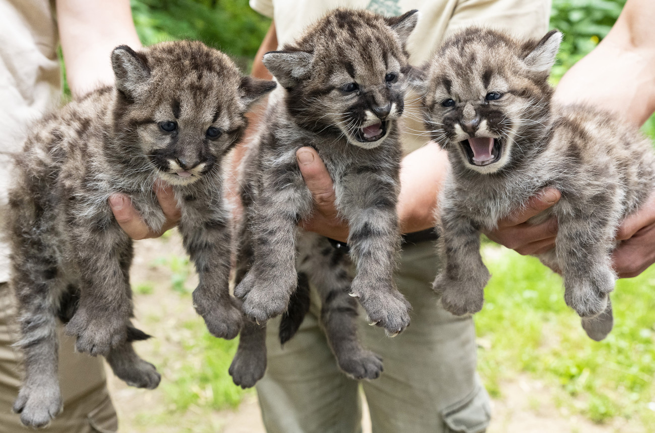 Nyíregyháza, 2024. május 30.
A Nyíregyházi Állatpark négyhetes puma (Puma concolor) hármas ikrei az állatparkban 2024. május 30-án.
MTI/Balázs Attila