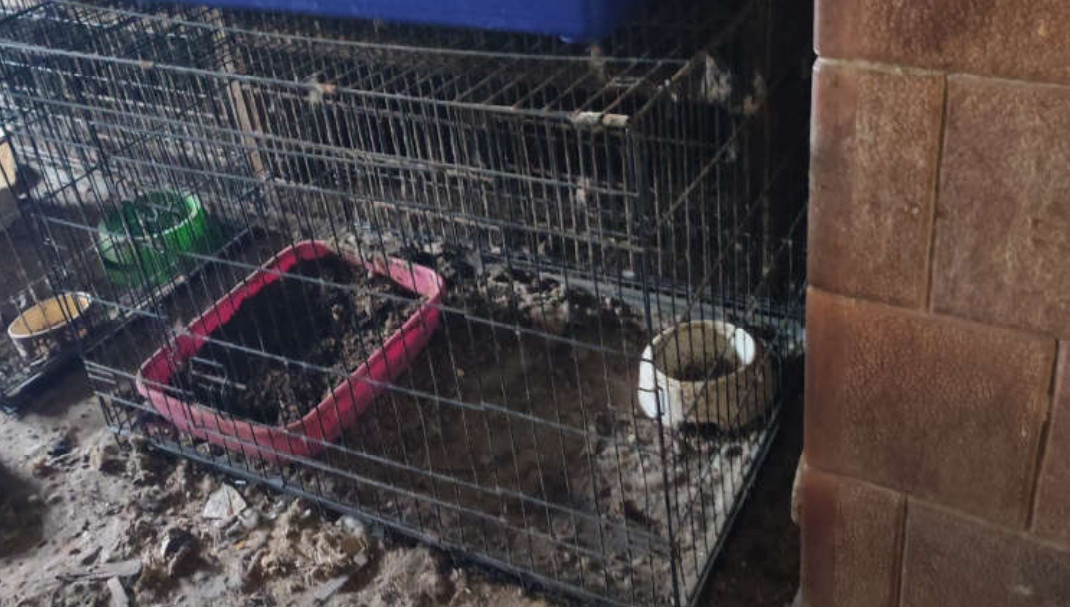 Elhanyagolt kutyakennel egy gyöngyösi telephelyen. Fotó: Magyarország Ügyészsége