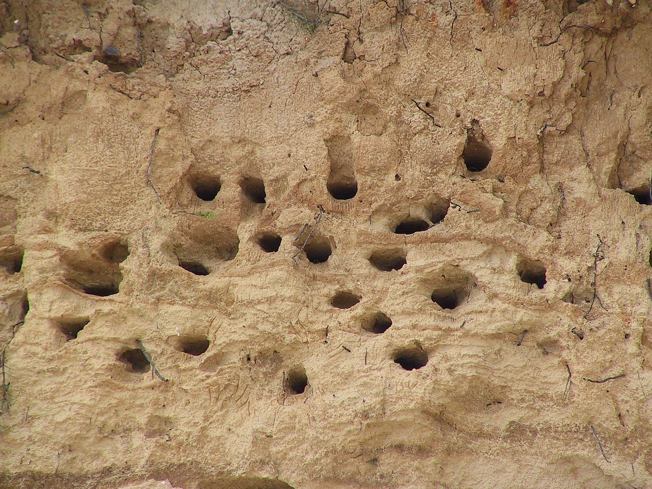 Partifecskefészkek (Forrás: Wikipédia/Hartmut Inerle)