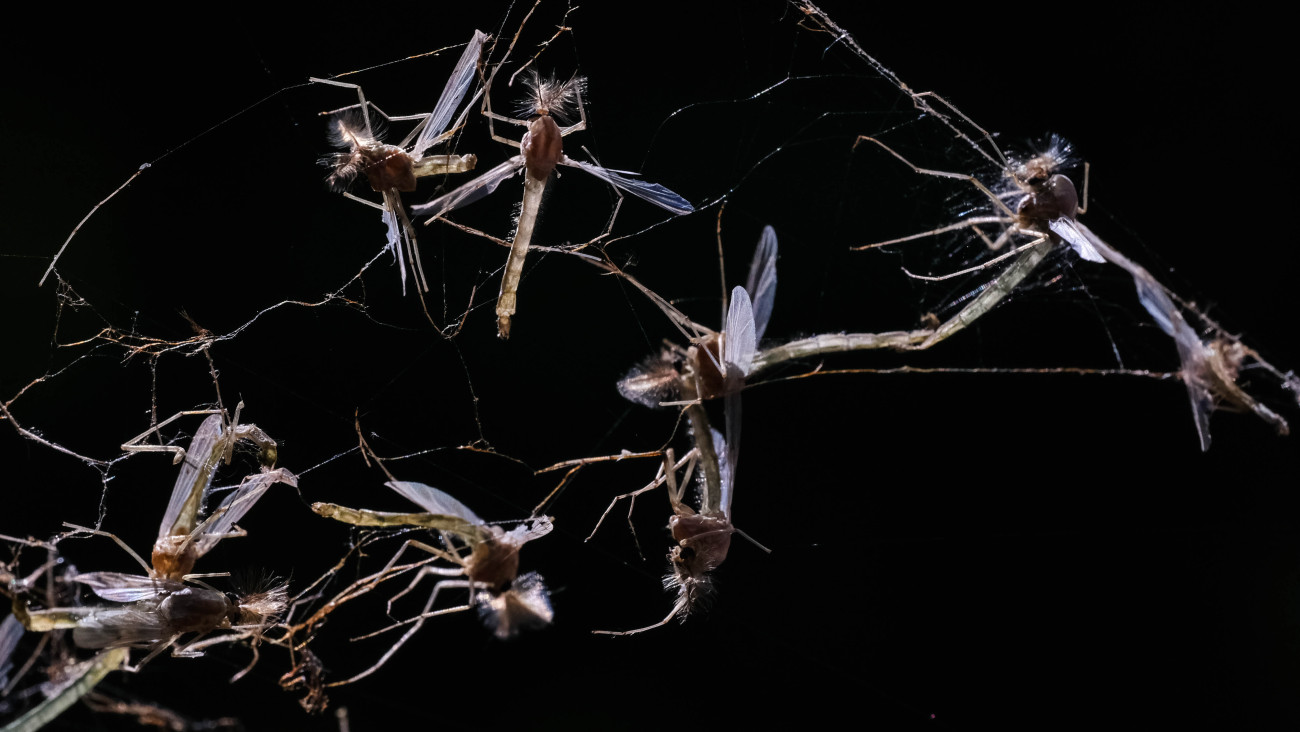 Fotó: HUN-REN Balatoni Limnológiai Kutatóintézet