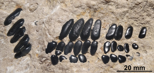 A sümegi cf. Coelodus sp. állkapocsleletek (Szabó és mtsai., 2025 után módosítva, ELTE)