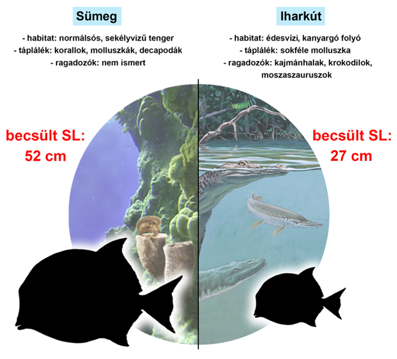 A sümegi és iharkúti leletek méretbeli különbségének okai (Szabó és mtsai., 2025 után módosítva, ELTE)