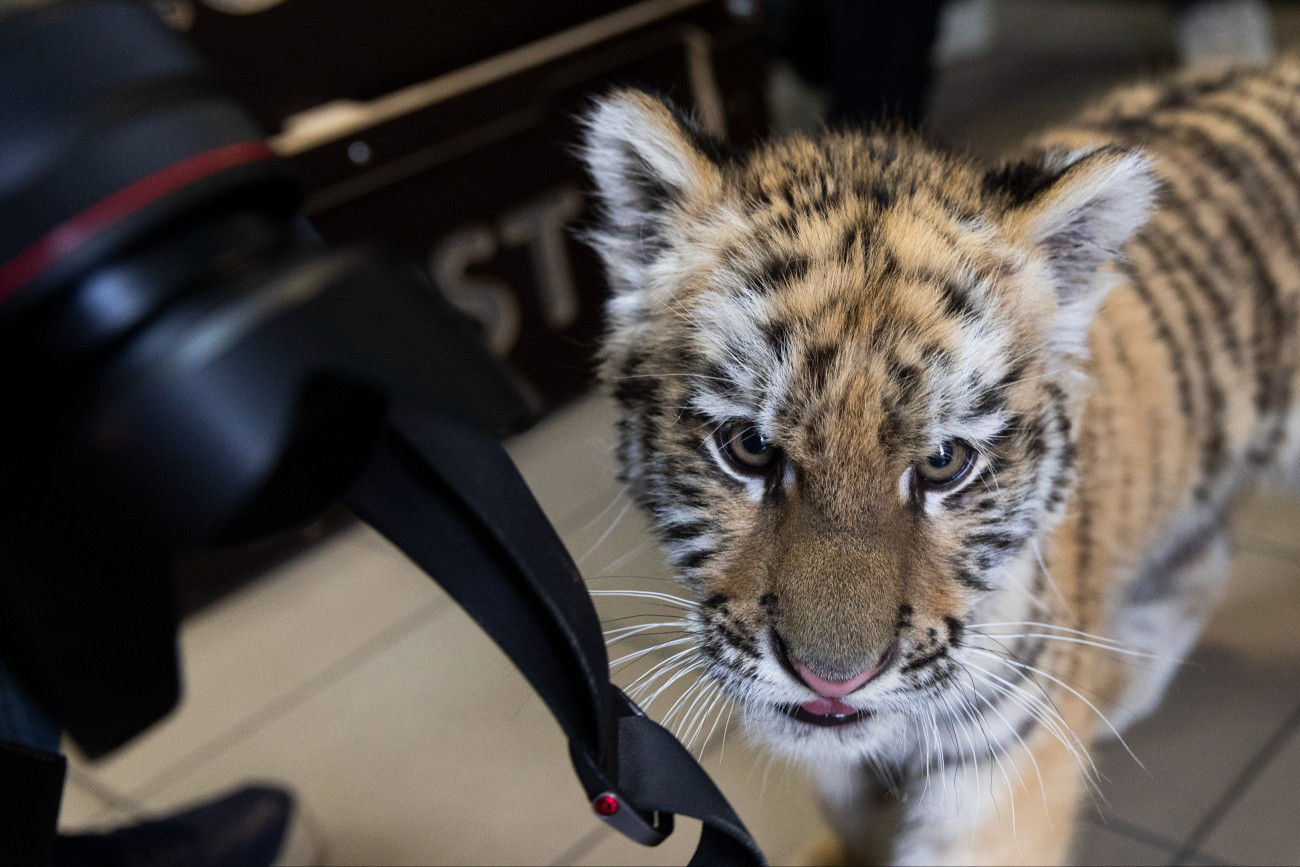 Budapest, 2025. december 8.
A rendõrség által egy tiszafüredi férfitõl lefoglalt 3 hónapos kistigris a Fõvárosi Állat- és Növénykert állatorvosi klinikáján, ahol védõoltást kapott 2025. december 8-án. A 40 éves férfi ellen természetkárosítás, valamint veszélyes állat tartásával kapcsolatos kötelezettség megszegése miatt indult eljárás.
MTI/Kocsis Zoltán