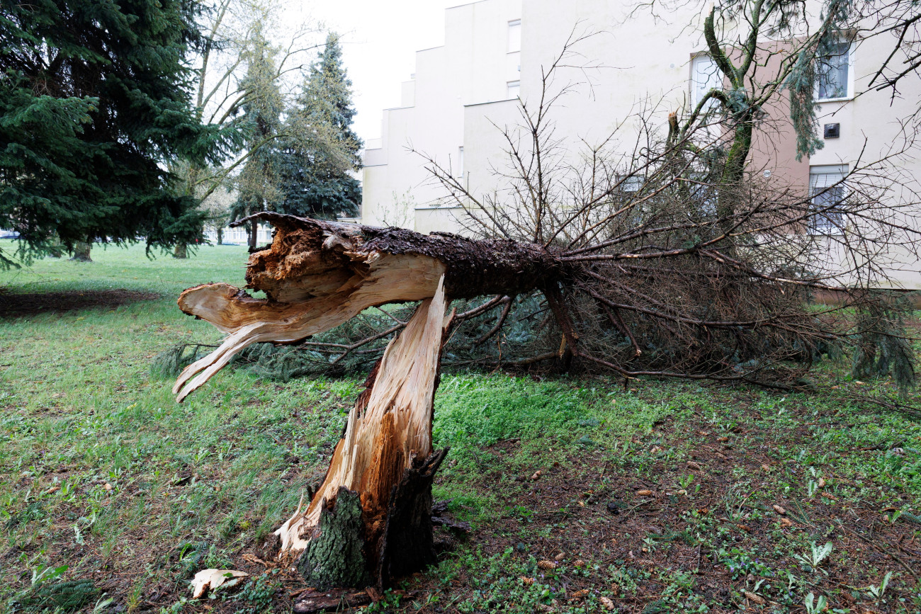 A viharos szélben kidõlt fa Nagykanizsa keleti városrészében 2026. március 27-én. Kép: MTI/Varga György