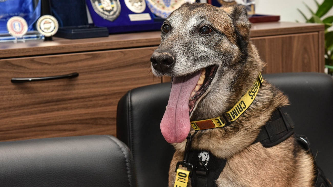 Nyugdíjba vonul a kábítószerkereső kutya.