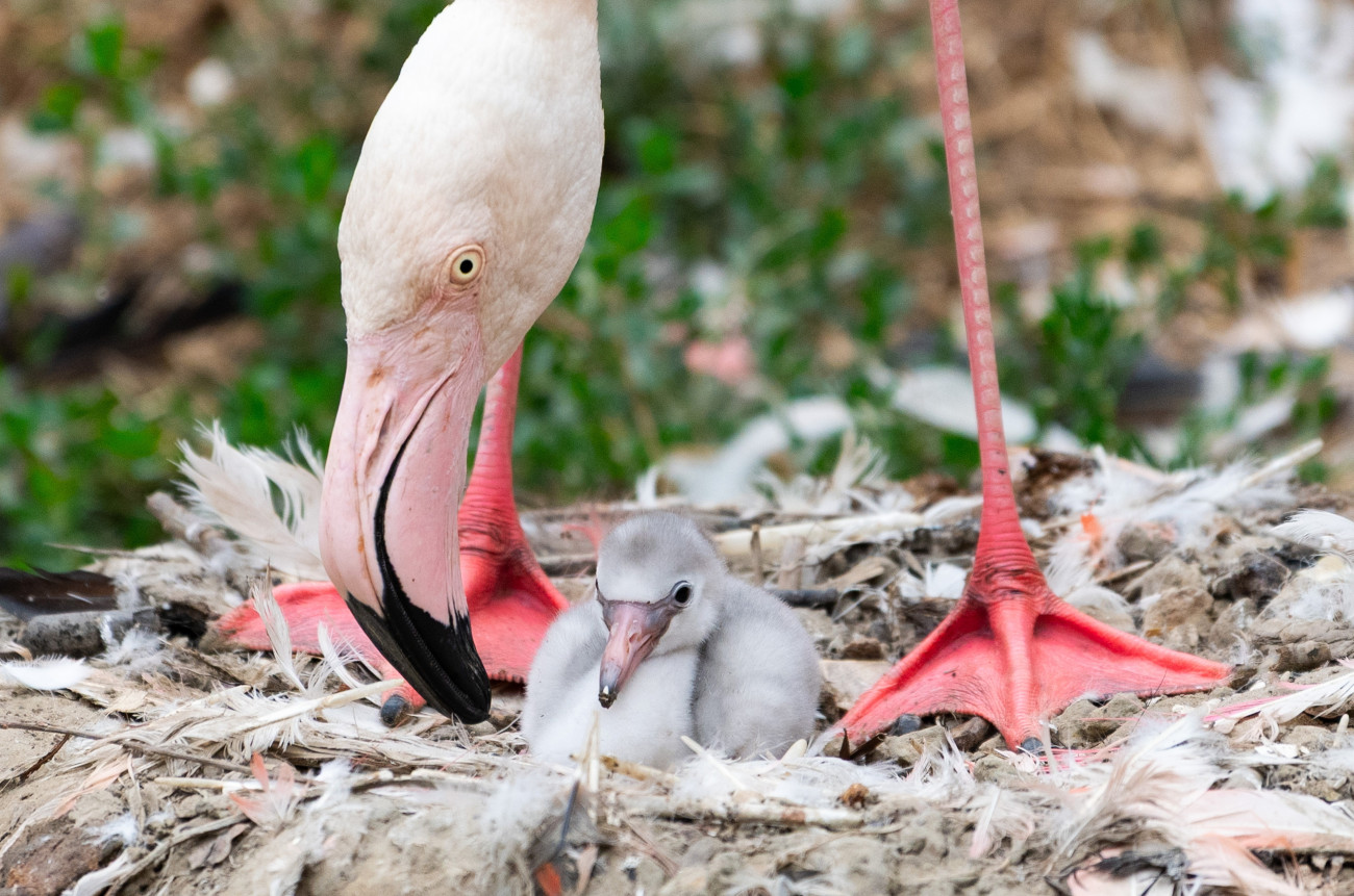 Nyíregyháza, 2026. július 15.
A Nyíregyházi Állatpark új rózsásflamingó-fiókáinak (Phoenicopterus roseus) egyike 2026. július 15-én.
MTI/Balázs Attila