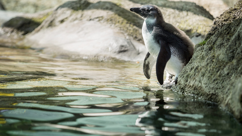 Látott már ennél édesebb pingvinfiókát?