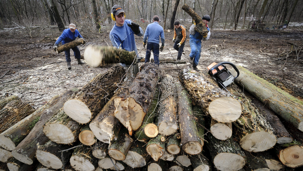 Az egyik legrégebbi európai erdőben vágják a fákat a lengyelek