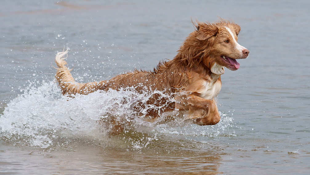 Végre a kutyák is fürödhetnek a Balatonban
