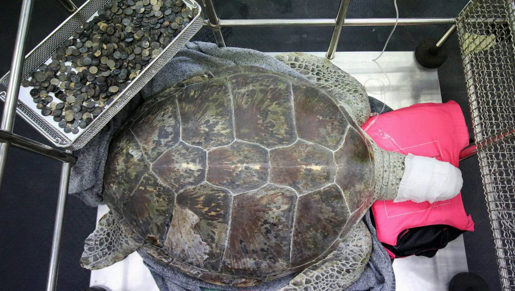 Elképesztő: 915 érmét vágtak ki ennek a teknősnek a gyomrából