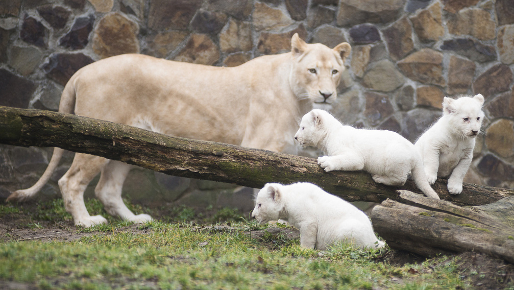 Hófehér oroszlánok születtek Nyíregyházán - fotógaléria