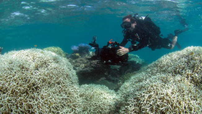 Végveszélyben a Nagy-korallzátony