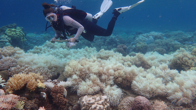 Döbbenetes gyorsasággal jött az új korallpusztulás - légi és vízi felvételek