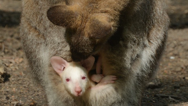 Albínó kenguru született Szegeden: szürke anyának fehér, fehérnek szürke lett a kicsinye