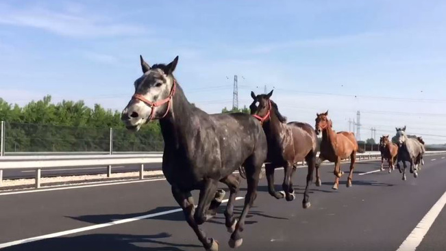 Videó: elszabadult lovak vágtatnak az M6-oson - teljes útzár